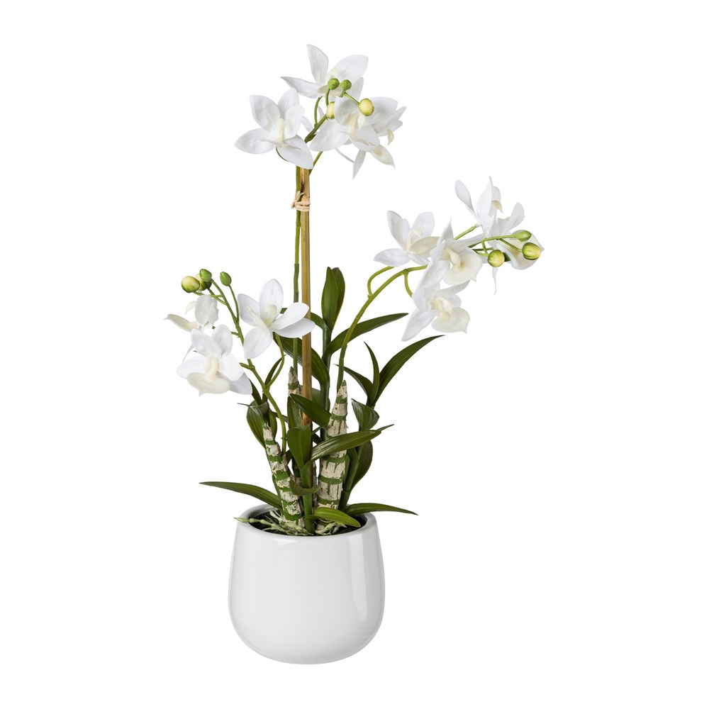 Gasper Japonská orchidej 55 cm (vč.květináče) Gasper
