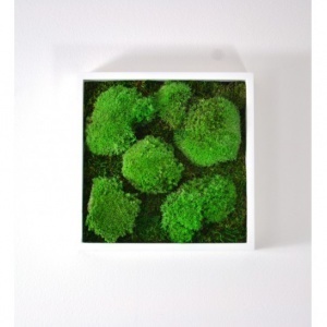 Flower Service s.r.o Mechový obraz mix plochý a bochánkový mech 23x23 cm Flower Service s.r.o