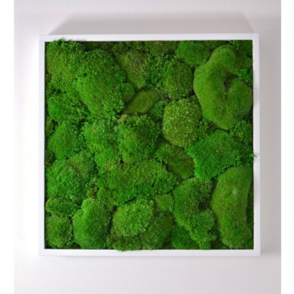 Flower Service s.r.o Mechový obraz 50x50 cm - bochánky Flower Service s.r.o