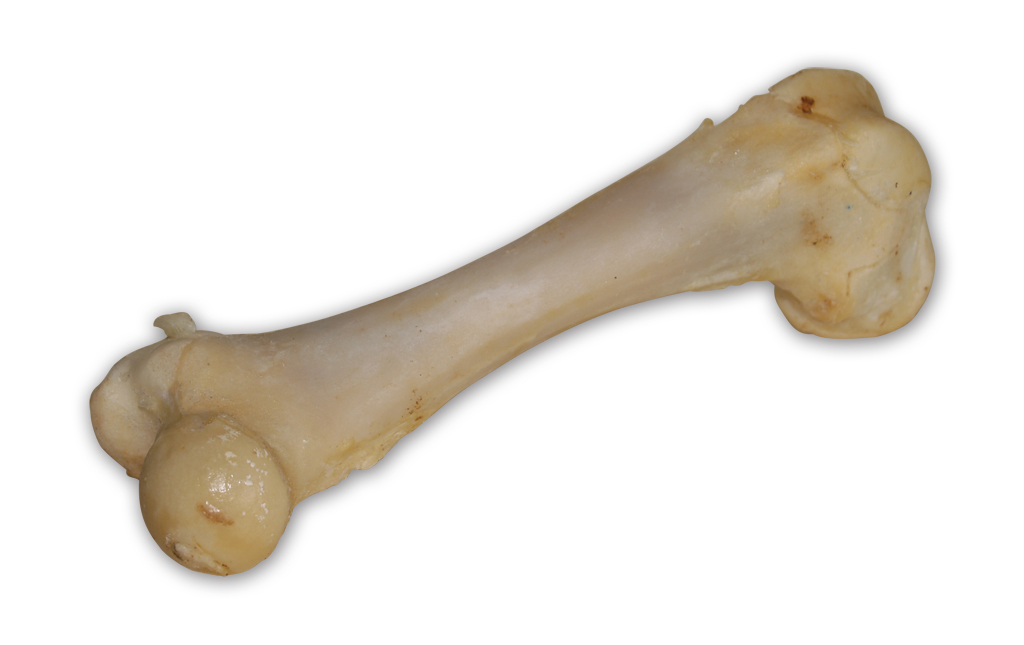 Vepřová kost bílá - extrudovaná 1 ks/17 cm eMazel-cz