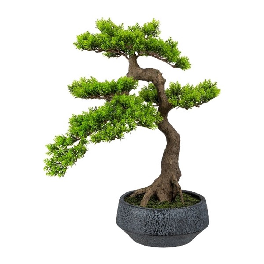 Gasper Bonsai Ceda Han-Kengai v květináči 52 cm Gasper