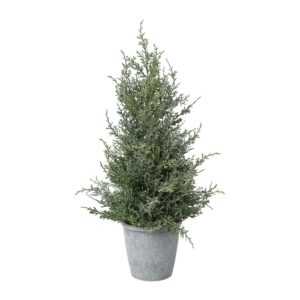 Gasper Jalovec v květináči 55 cm omrzlý Gasper